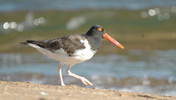 Haematopus ostralegus, ostrero común
