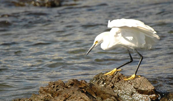 Egretta thula, garza blanca