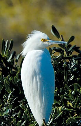 Egretta thula, garza blanca