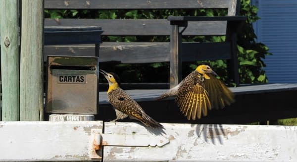 Colaptes melanolaimus, carpintero real.