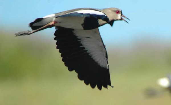Vanellus chilensis, tero.