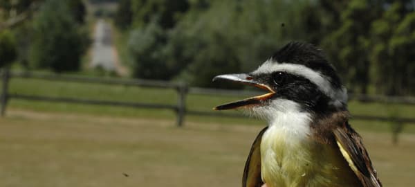 Pitangus sulfuratus, benteveo.