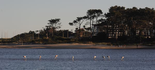 Flamencos en La Barra