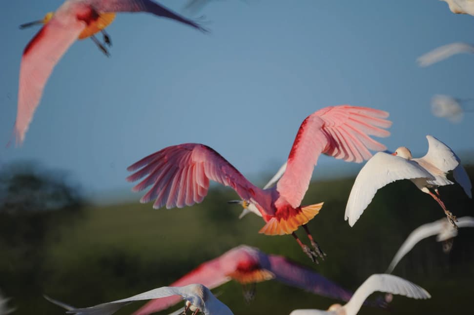 Aves en el este <br>La pasión por mirar