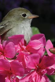 Zonotrichia capenesis, chingolo