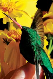 Chlorostilbon aureoventris, picaflor verde