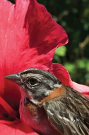 Pasérido, gorrión.