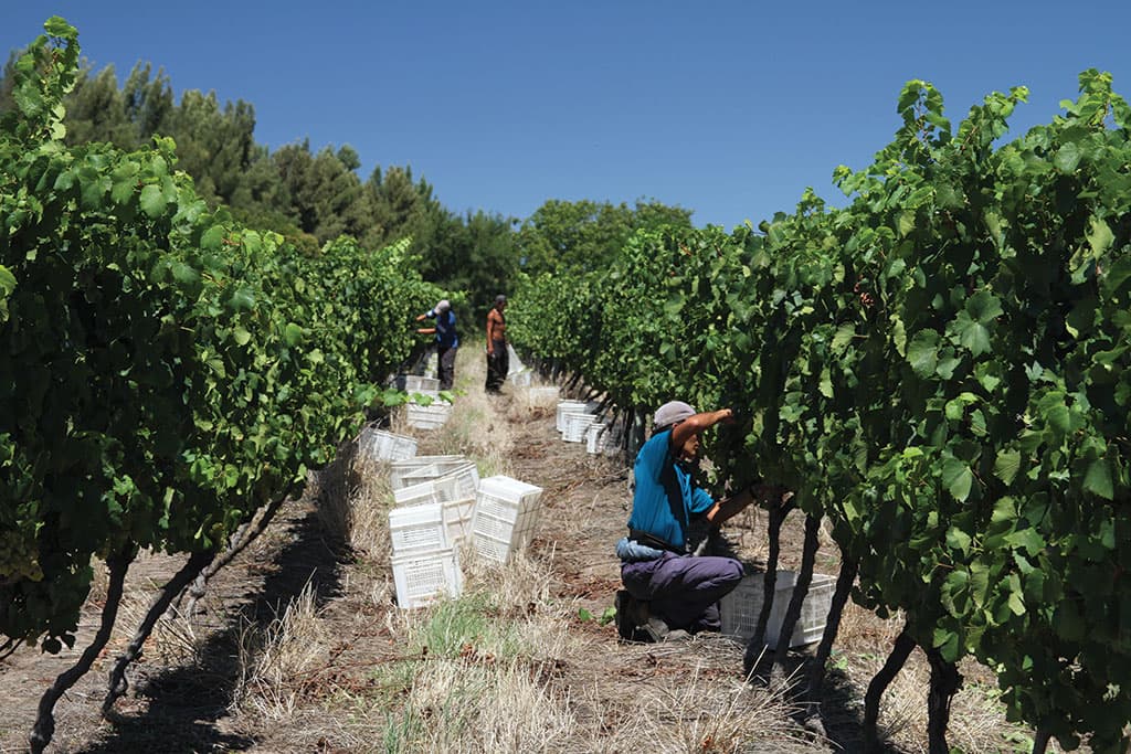 El encuentro con los vinos de Uruguay