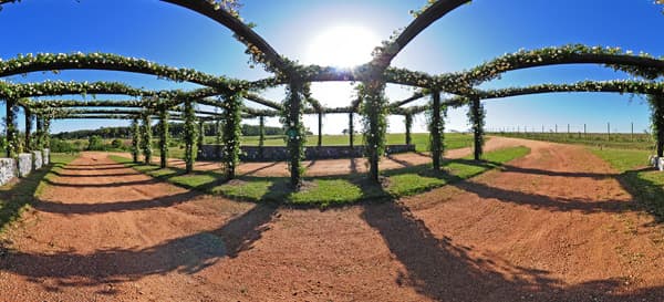 Hermosos rosedales en Lomas de San Vicente