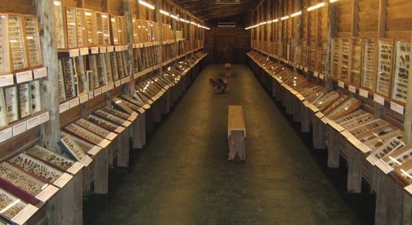 Insectarium, donde expone una de las colecciones más interesantes del Uruguay