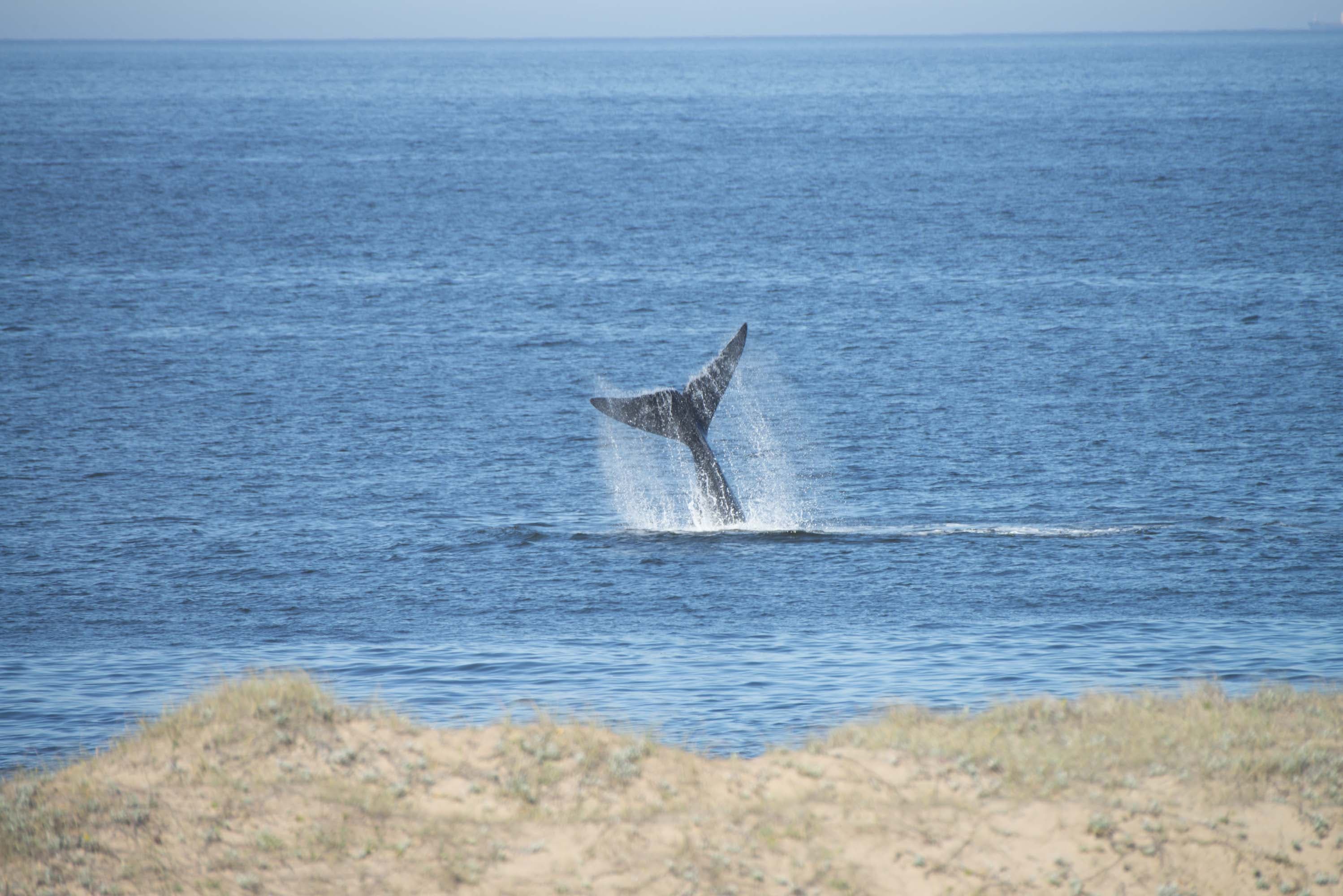 El ritual de las ballenas