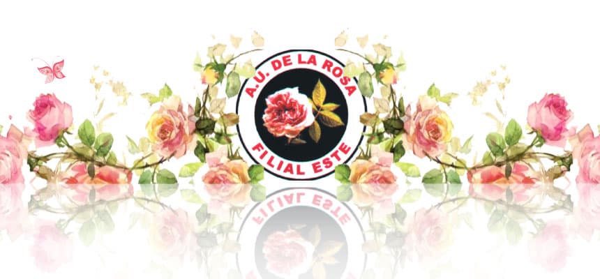 Exposición de rosas