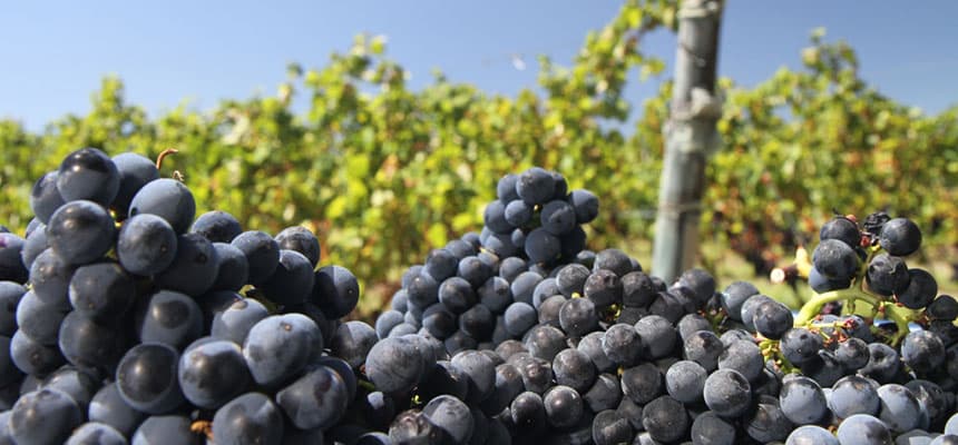 EL VINO URUGUAYO FUE DECLARADO BEBIDA NACIONAL