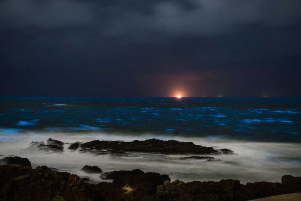 Luz propia en el mar de Rocha y Maldonado.