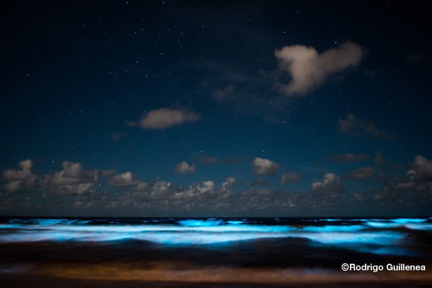 noctilucas-3