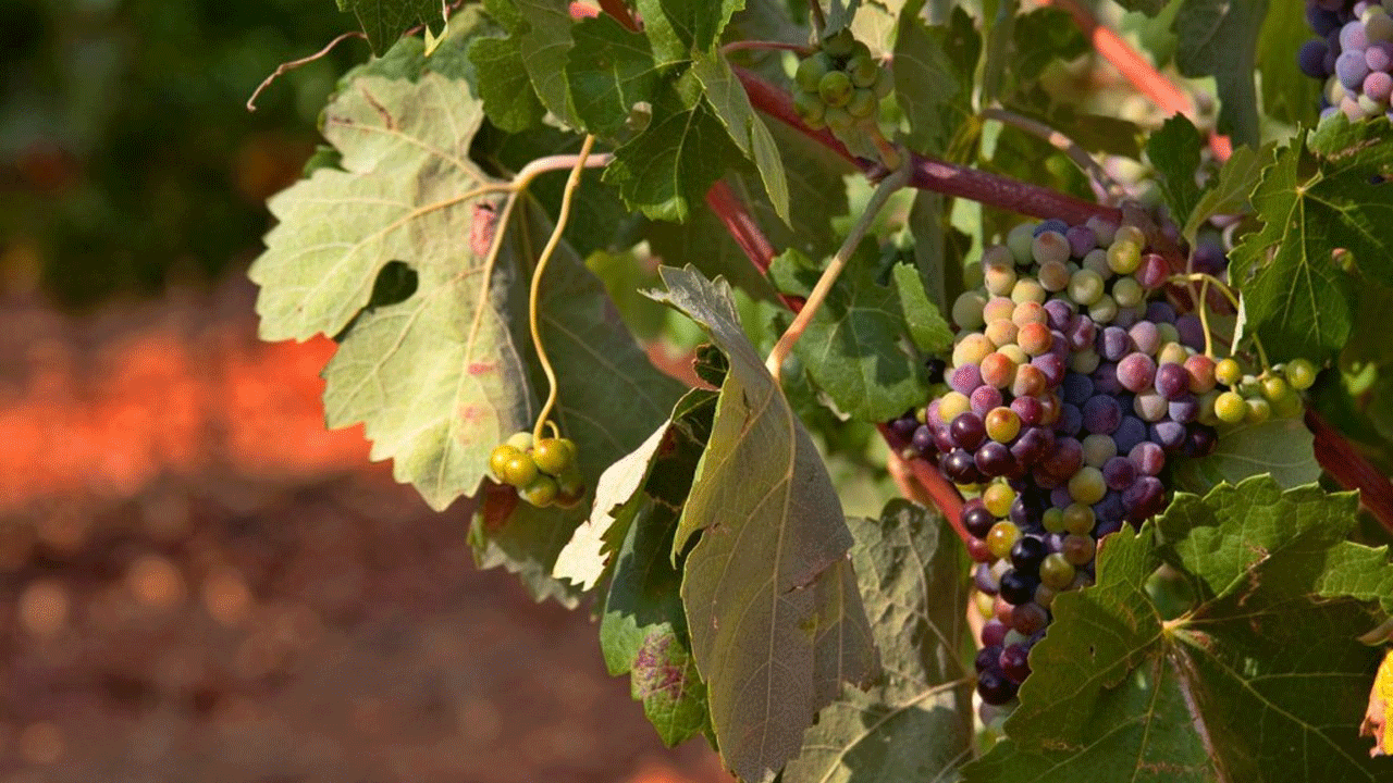 Uruguay sabe de vinos: 25 medallas en cinco concursos internacionales durante 2015