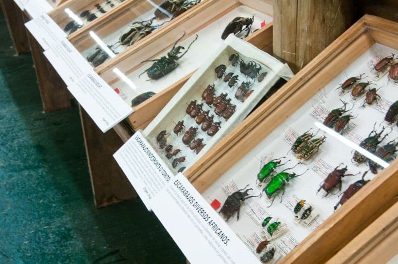 Una muestra de escarabajos africanos en el Muse del Mar de Punta del Este, donde se conservan más de 38.000 ejemplares de insectos.