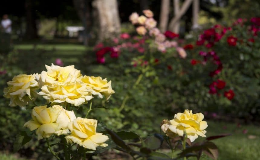 Punta del Este tendrá su propio rosedal...