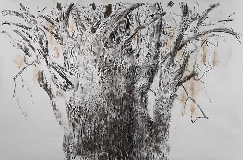El Tilo quemado, 2014, Carboncillo de Tilo y fuego sobre papel "C"A Grain Canson, 227 x 150 cm.