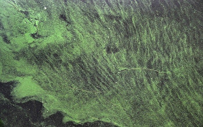 Cianobacterias en el lago Okeechobee, Florida. Foto: diariocorreo.pe 