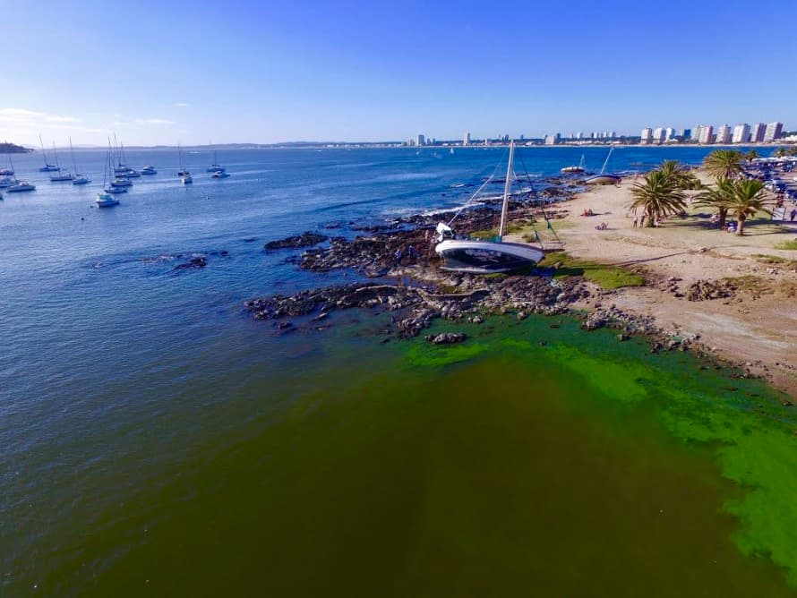 Pese a la presencia de cianobacterias, playas de Punta del Este y Maldonado están habilitadas