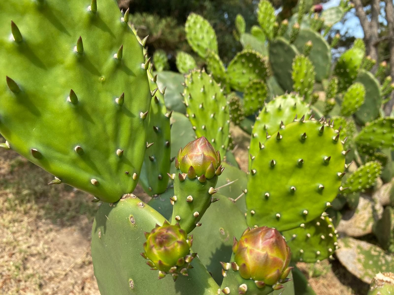 Un cactus de usos múltiples