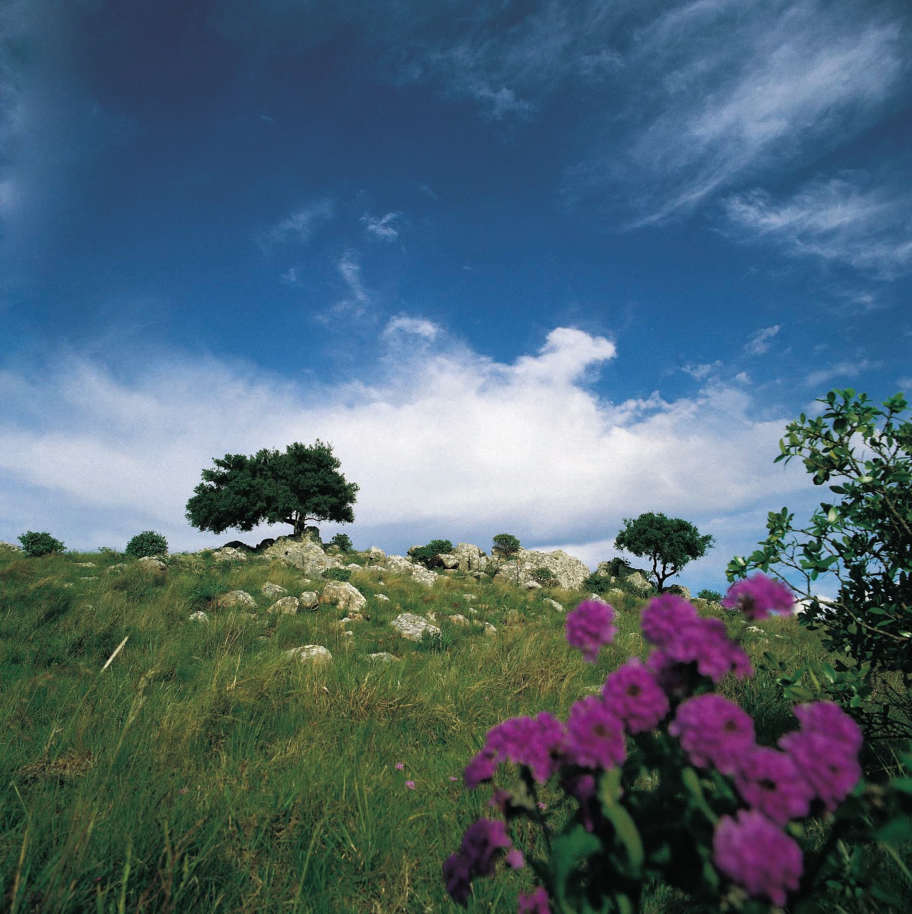 Región Este – El camino del olivo y la vid