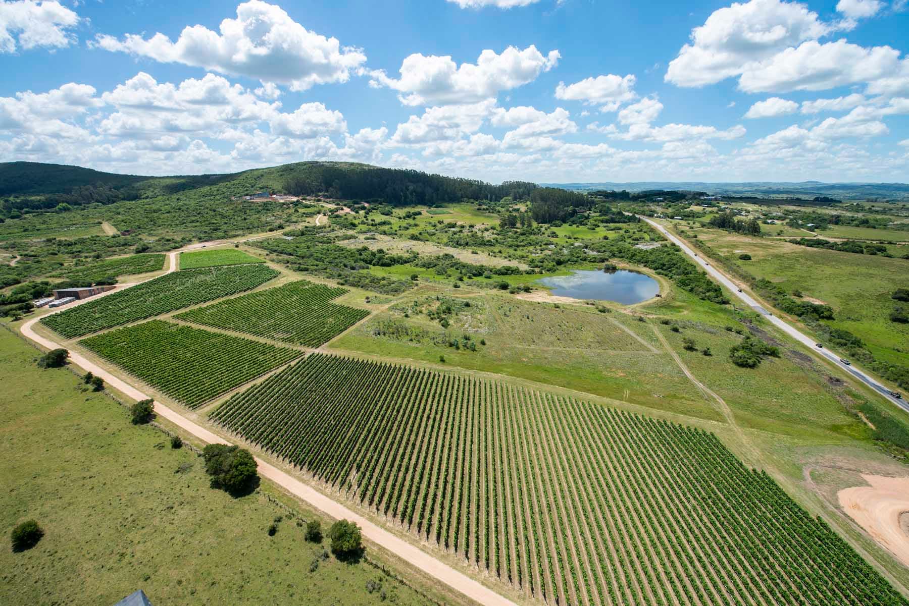 Viña Edén – Private Vineyards