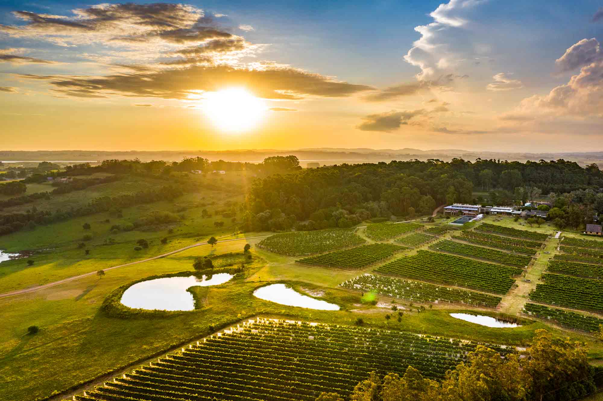 Nuevos vinos, nueva vida