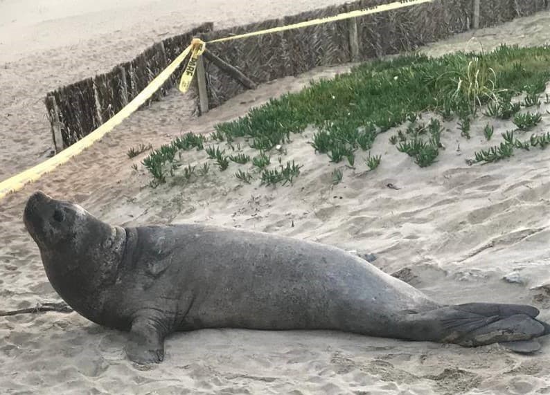 Elefante en el bazar