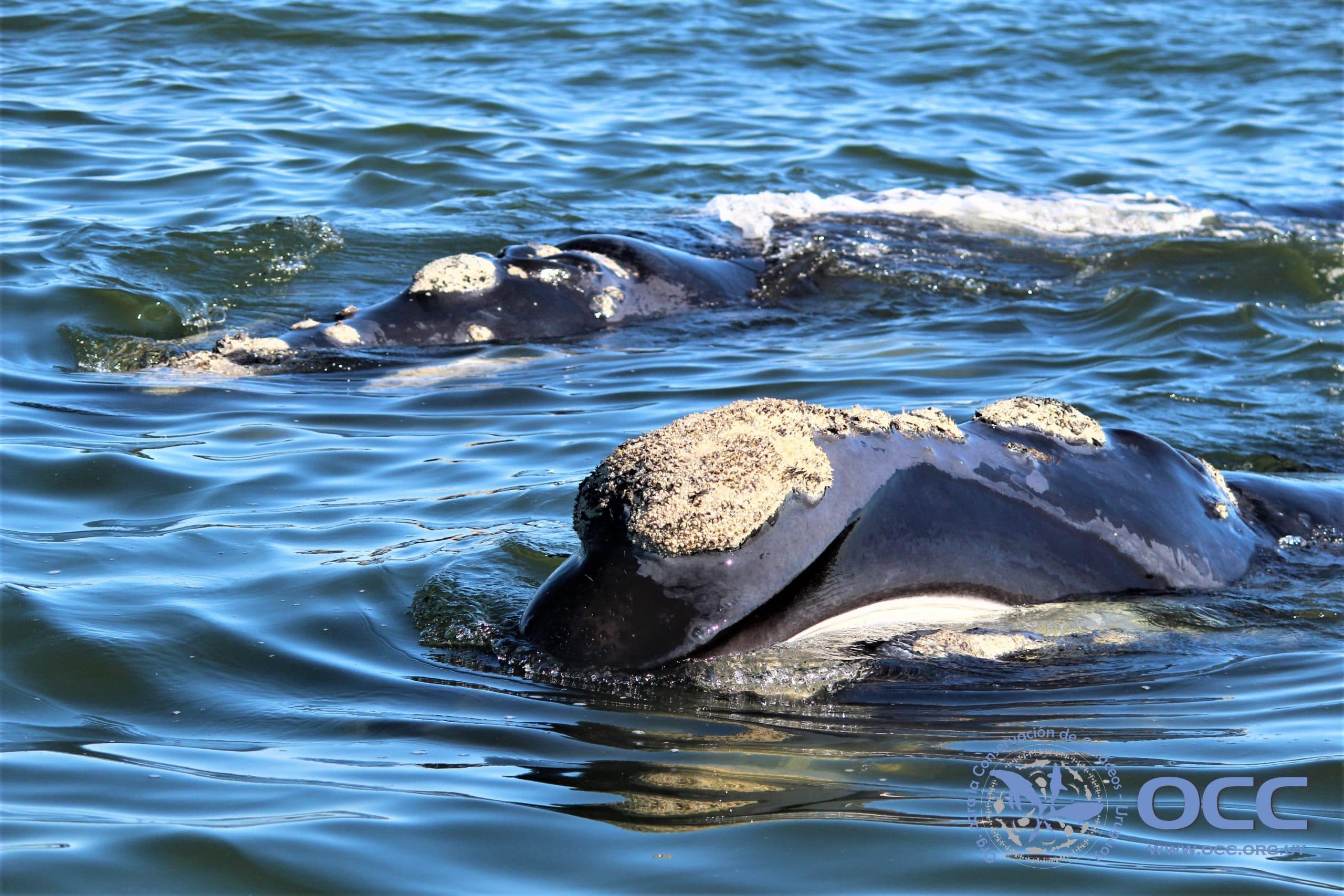 Un símbolo de Punta del Este – Ballena Franca