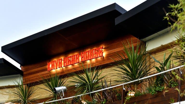 Turismo cannábico: Punta del Este abre locales de alta gama para el consumo legal de marihuana