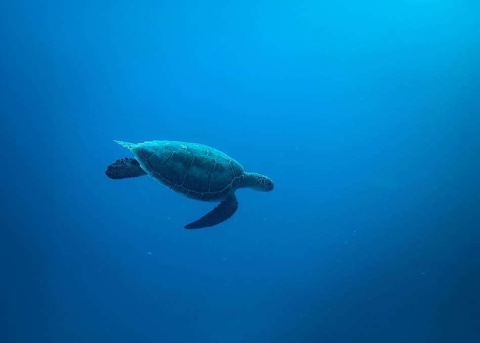 Nuestro océano,
nuestra responsabilidad