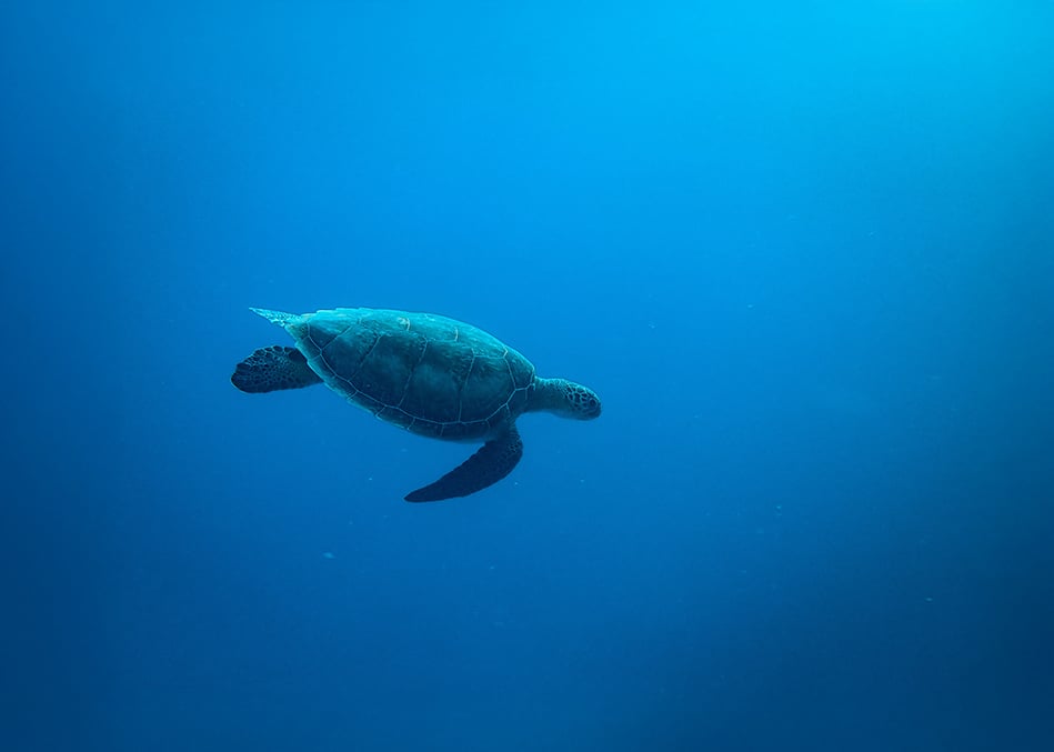 turtle-swimming-sea