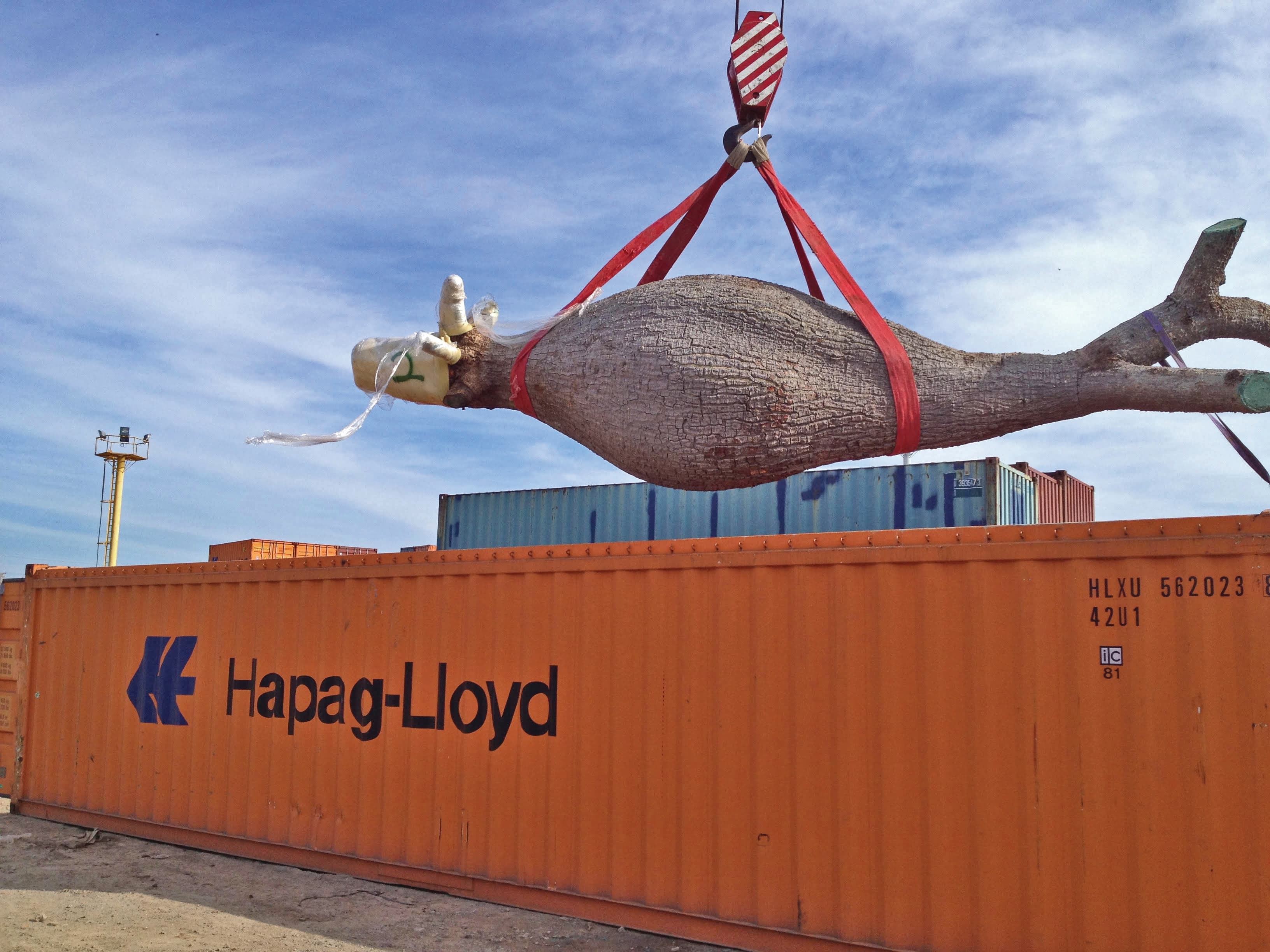 El Poder de la naturaleza. Native Trees