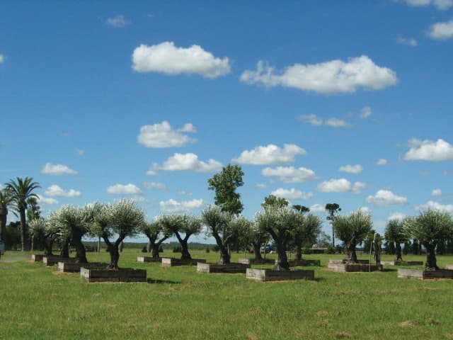Olivos en estancia El Malagueño