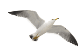 Screen Shot 2016-04-01 at 7.30.37 PM