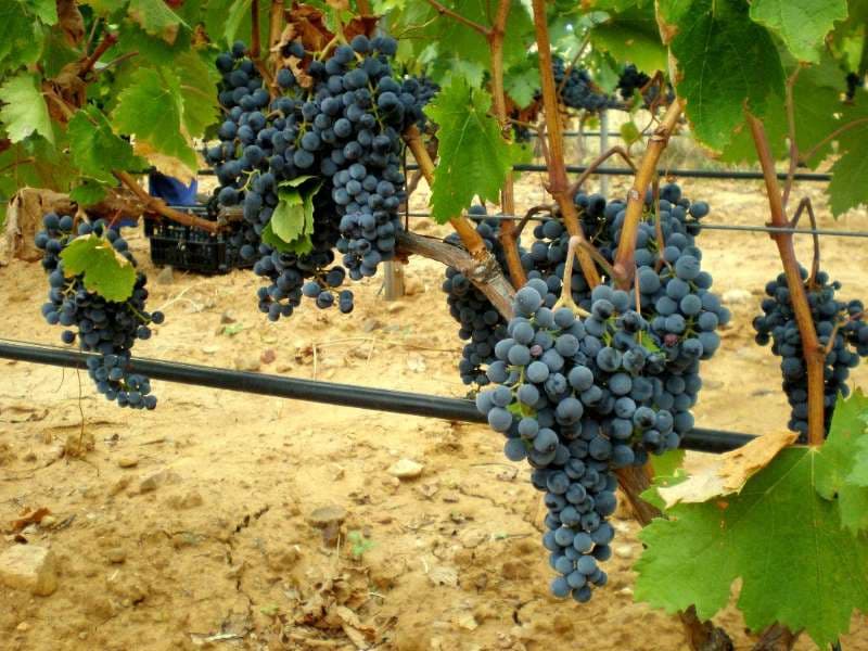 Vinos del Uruguay sigue cosechando premios