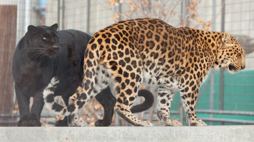 Otro felinos que viven en la reserva de EEUU donde será trasladado el león "Tito"