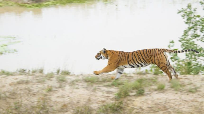 Esta medida impulsada por la ONG Animales Sin Hogar busca mejorar las condiciones de vida de los animales, en lugares aptos para cada especie.