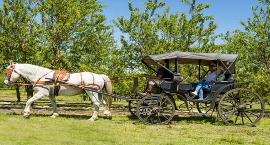 Paseo en un antiguo carruaje, entre los olivares y almendros...