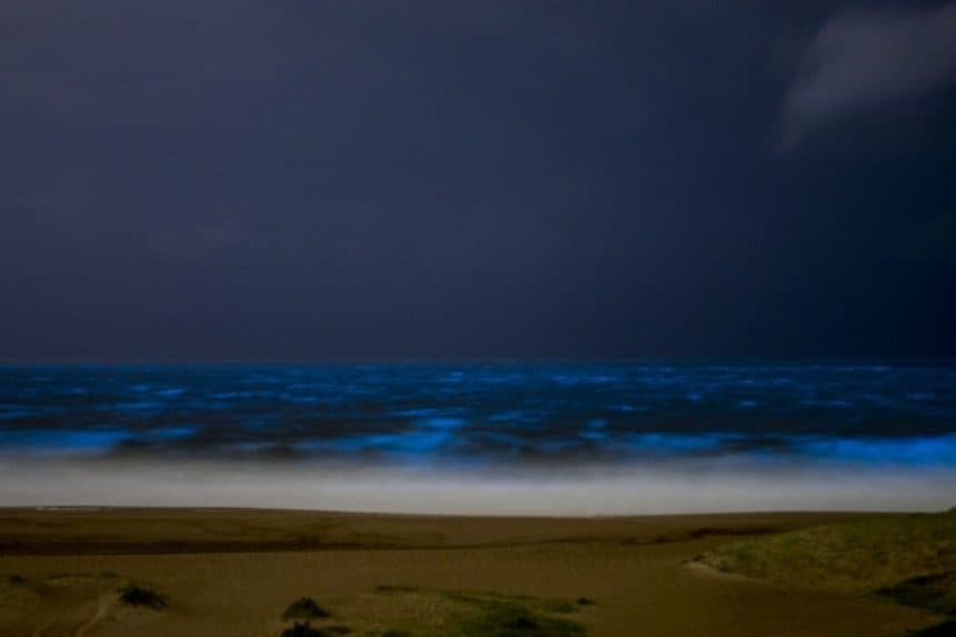 Las noctilucas son unos de los tantos microrganimos que generan bioluminiscencia, es decir la capacidad que tienen algunos organismos vivos de emitir luz...