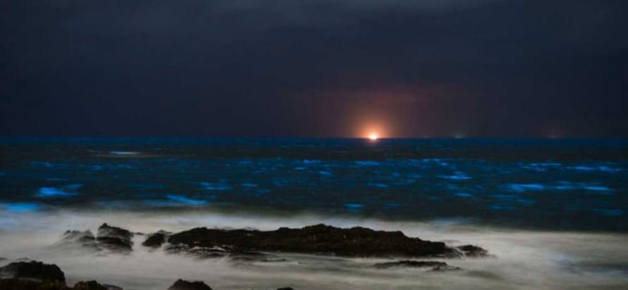 Noctilucas vuelven a brillar en las costas de Maldonado