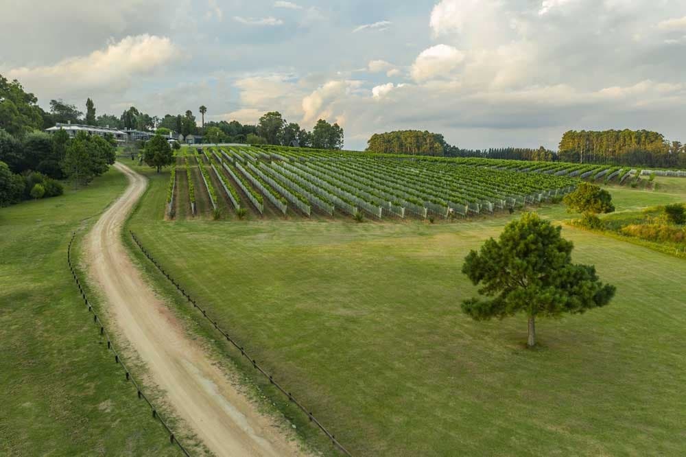 Familia Deicas apuesta a más