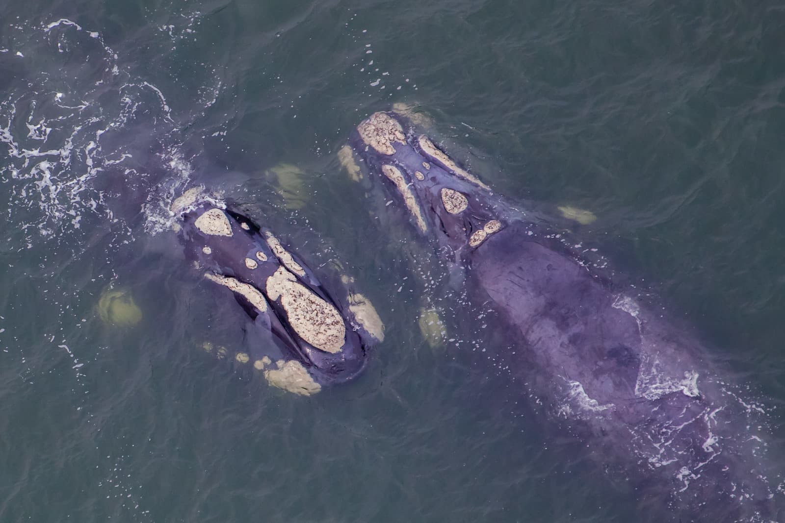 Ya llegan las ballenas al Este