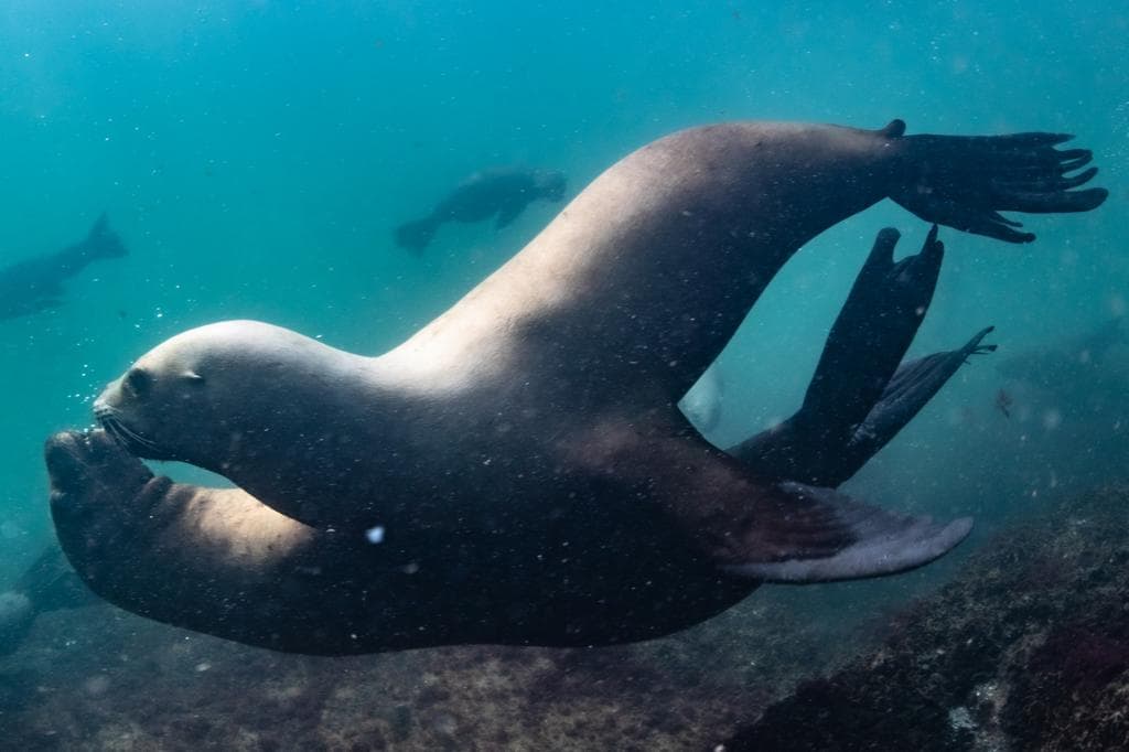 National Geographic – Cuidar del mar es cuidarnos
