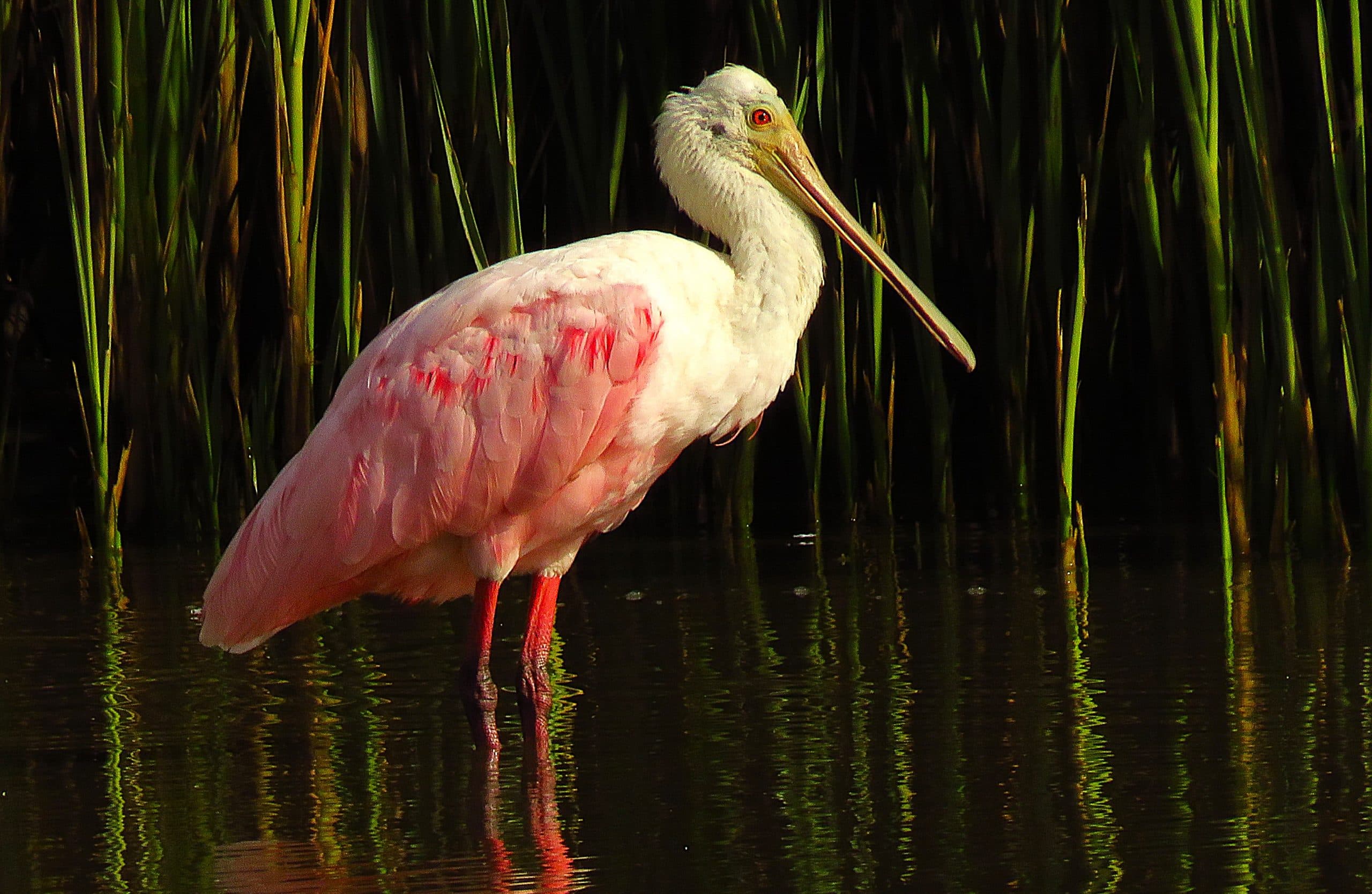 Humedales: el latido oculto de la naturaleza y su llamado a la protección