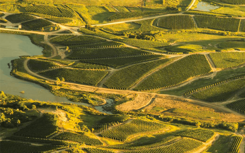 Excelencia uruguaya con proyección mundial – Bodega Garzón