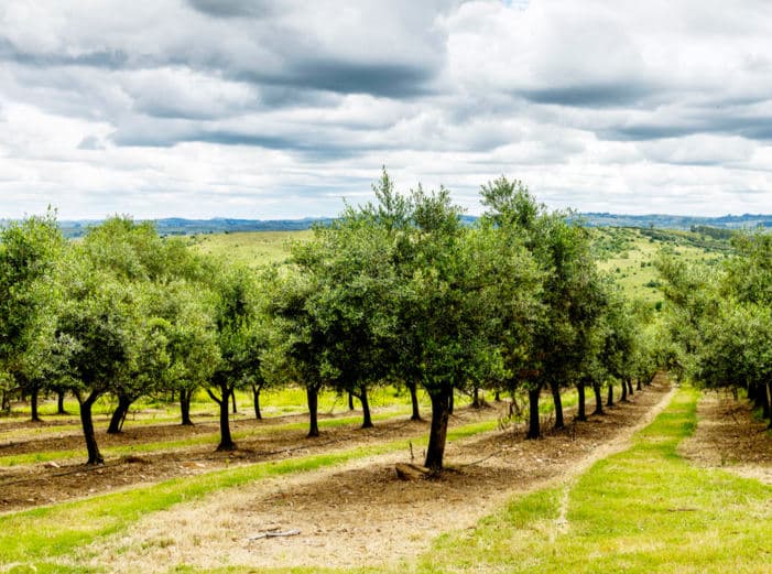 El alma verde del Valle Edén – Lote 8