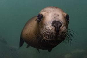 Isla de Lobos, buceo e historia 